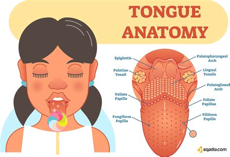 Tongue Anatomy, Function, and Medical Disorders